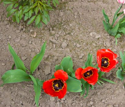 Three poppies on the bed