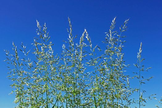 Flowering cereal grass against the background of blue sky