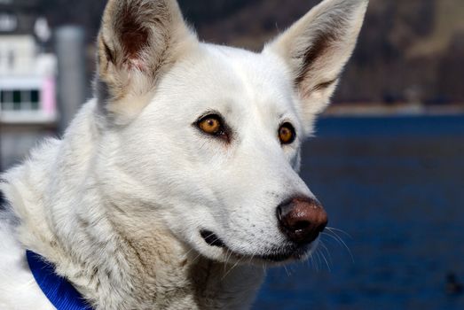 Berger Blanc Suisse dog sitting at lake