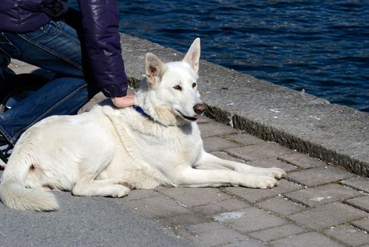 Berger Blanc Suisse dog sitting at lake