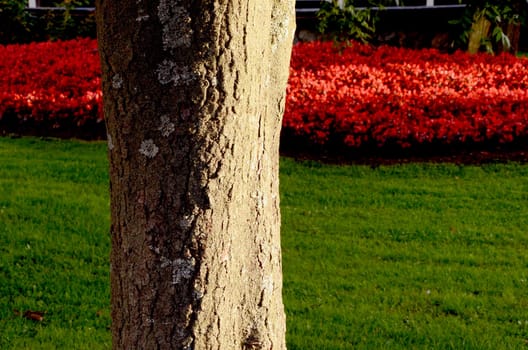 Closeup of a tree trunk in the park. Densely grown red flowers.