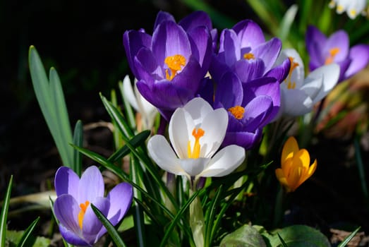 Colorful Crocus flowering in spring