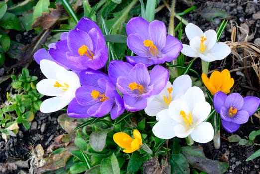 Colorful Crocus flowering in spring