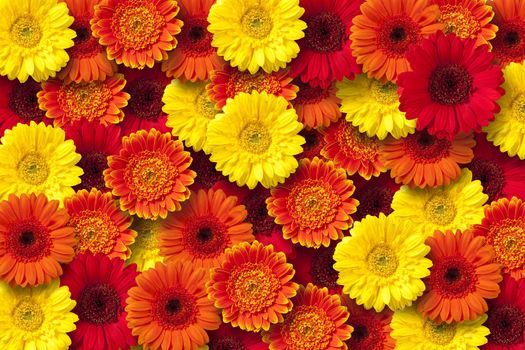 Red, orange and yellow daisy floral background.