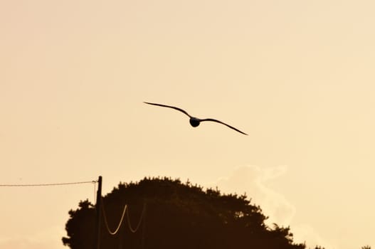 Seagull flying at sunset in brittany, france