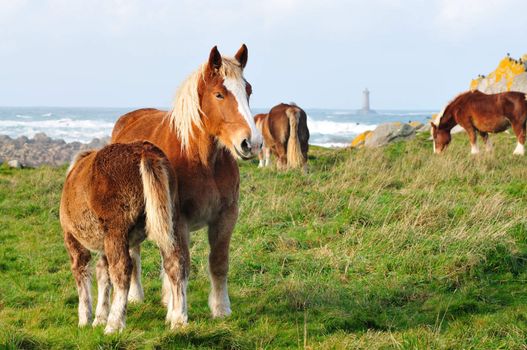 Horses at the french coastline in Brittany with lighthouse in background.