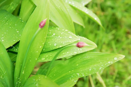 Spring. The green leaves of wild garlic in nature
