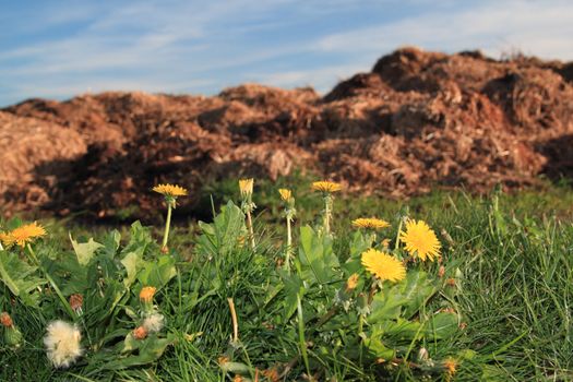 dandelions in spring with dunghill in the background