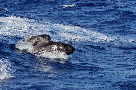 A pair of short finned pilot whales surfacing in heavy swell in the atlantic ocean off Tenerife