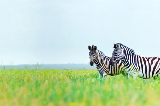 Zebra in the fresh green spring steppe