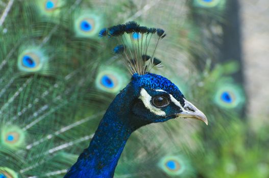 peacock in full feather (color saturated, shallow focus).