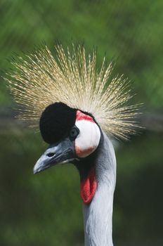 Rare species of birds. Grey Crowned Crane close-up