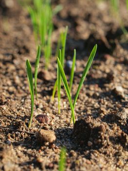 sprouts of young cereals during early spring