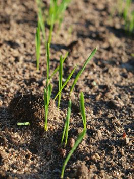 sprouts of young cereals during early spring