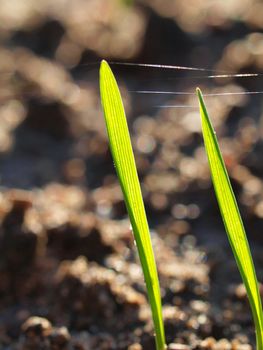 sprouts of young cereals during early spring