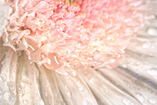 Pink chrysanthemum with antique distress background