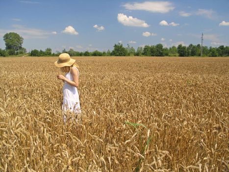 Field of Wheat