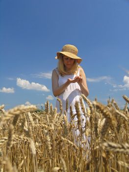 Field of Wheat