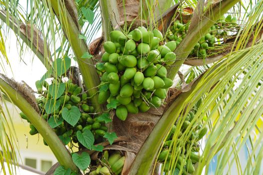 Green coconut at tree