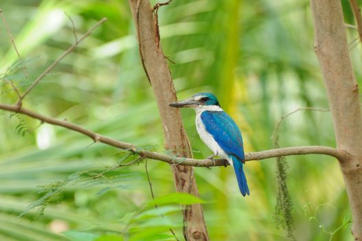 Collared Kingfisher (Halcyon chloris), Thailand