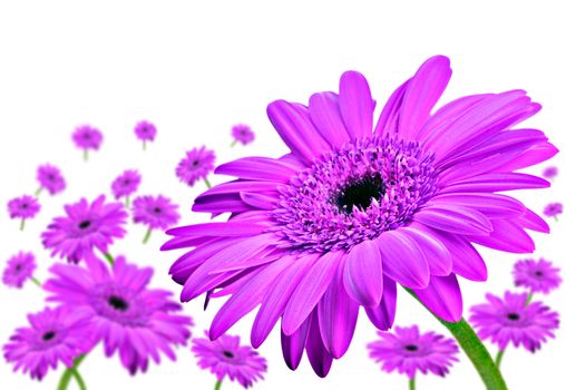 Daisey gerbera flowers in pink on a white background