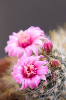 Cactus with blossoms on light background (Mammillaria).Image with shallow depth of field.