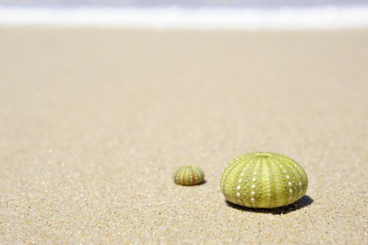 Beach scene with two dead sea urchin shells on a sunny day