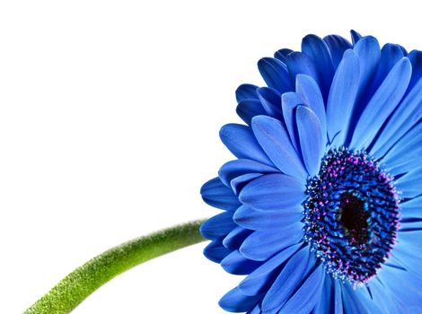 Close up abstract of a blue daisy gerbera on white