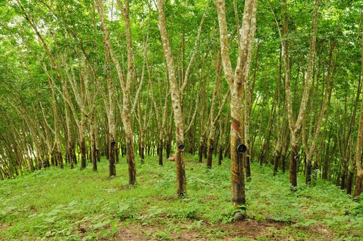 Rubber tree background, Thailand rubber tree plantation, Southeast Asia.