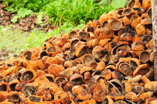 A large number of coconut shells