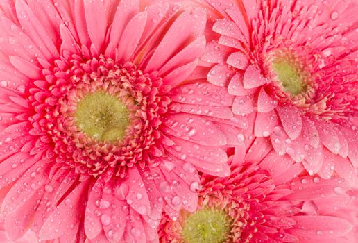 background from wet pink gerbera flowers
