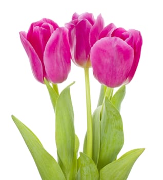 three pink tulips bouquet, isolated on white