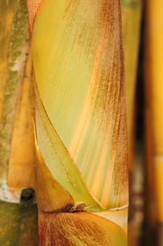 texture of bamboo