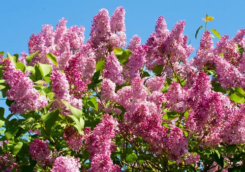 close-up bush of lilac against blue sky