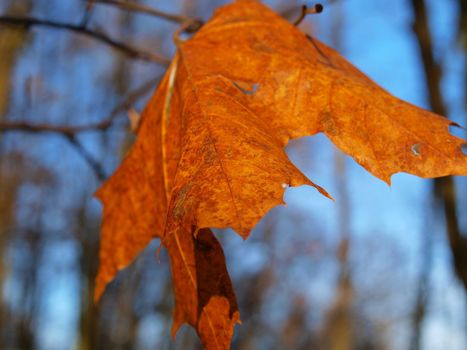 Close up of colourful autumn leaf