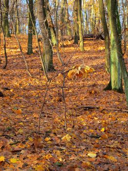 colourful autumn trees and leaves