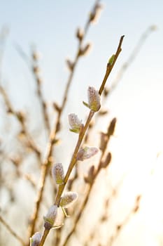 close-up pussy-willow branch at dawn