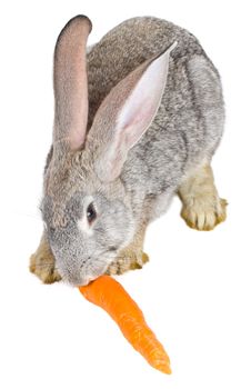 close-up gray rabbit eating carrot, isolated on white