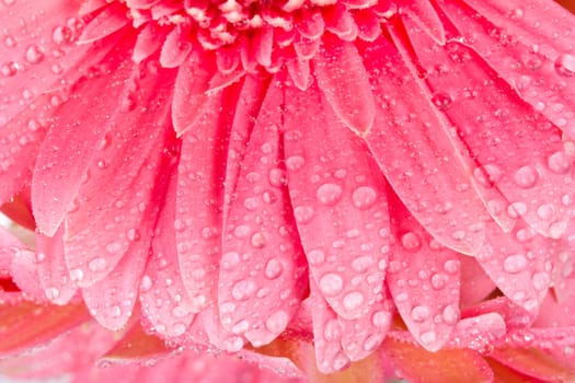 close-up wet petals of pink gerbera