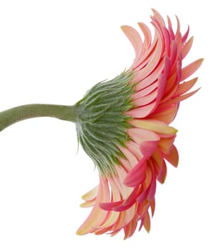 close-up pink gerbera flower, isolated on white