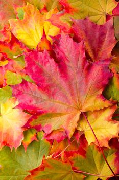 autumn maple leaf on leaves background