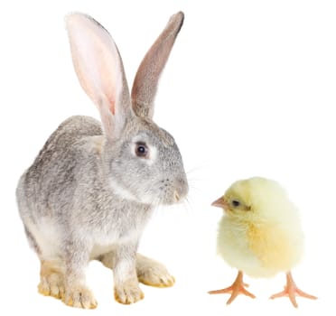 close-up rabbit and chick, isolated on white