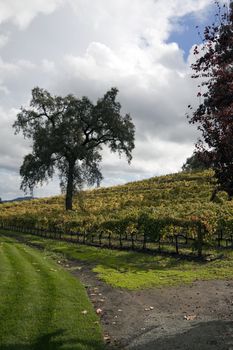 A bunch of grape vines on the side of a hill