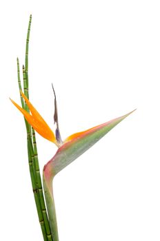 Indigenous decorative evergreen plant of a Strelitzia Reginae and reed, crane flower or bird of paradise, isolated on white background