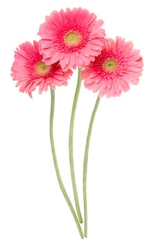 close-up pink gerbera flowers, isolated on white