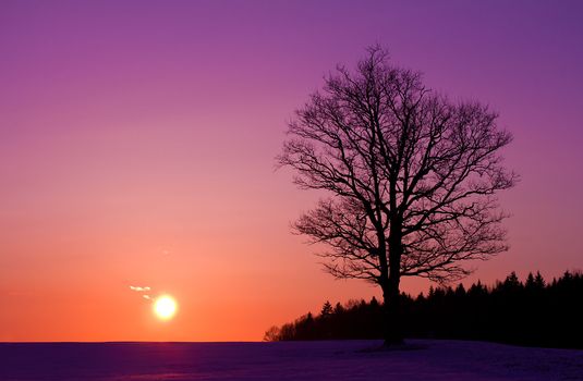 lonely oak tree at sunset