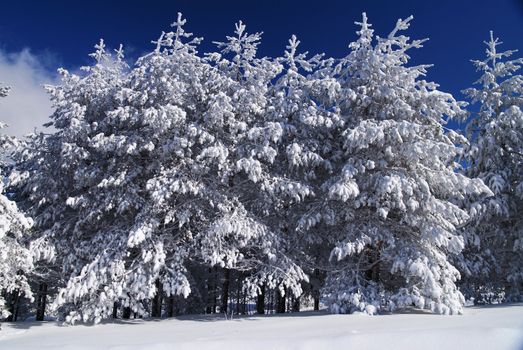 Mountain forest in snow, sunny day, winter