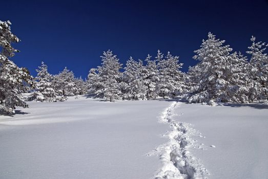 Footpath in snow, sunny day at mountain, winter, forest