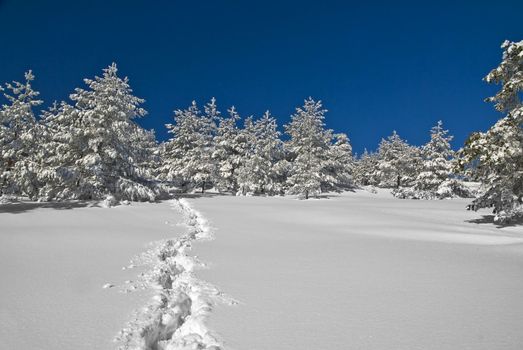 Footpath in snow, sunny day at mountain, winter, forest