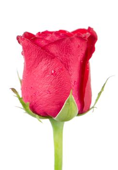 Pink rose flower isolated on a white background.